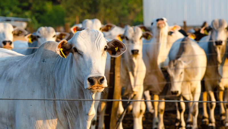 Pecuária avança com tecnologia e planejamento